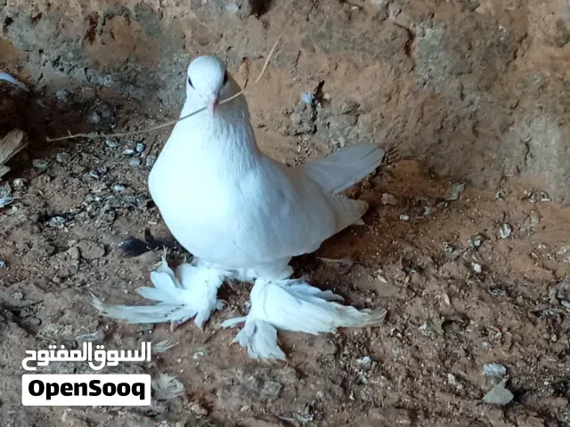 كوبيه هزاز باجعه تبارك الرحمان تحتها زوز دحيات