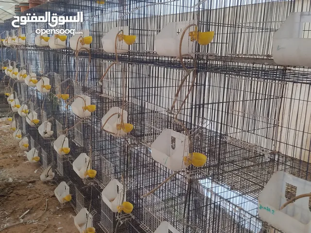 محاكر حمام استعمال للبيع