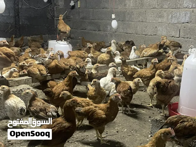 دجاج عماني للبيع 900 بيسه