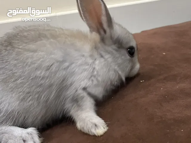ارانب هولندية بصحة ممتازه واليفين جداً بعمر الأربع شهور اناث اقرا الوصف