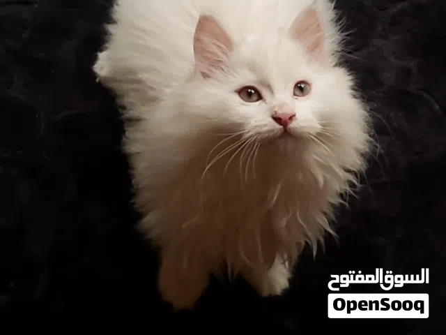 حيوانات للبي..