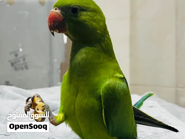 IRN parrot 3. month tamed  no biting