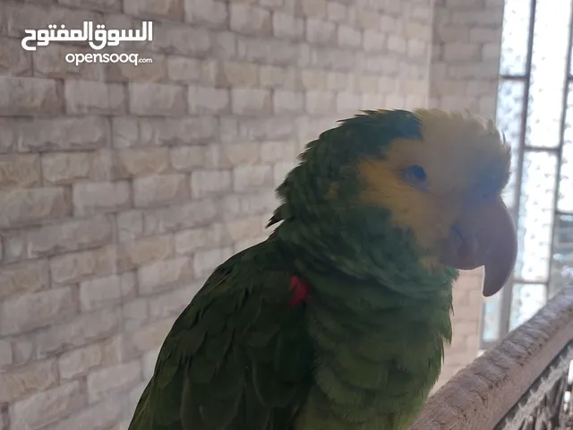 ببغاء امزوني دبل يلو هيد