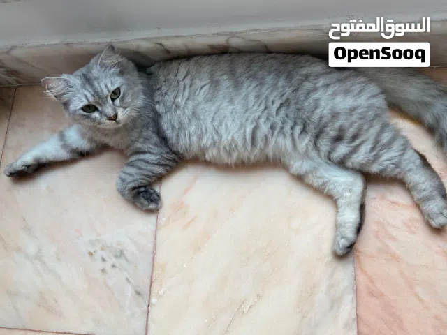 قطة نثيه أليفه للتبني