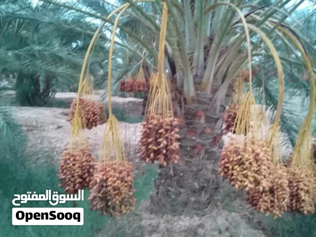 Farm Land for Sale in Biskra Other