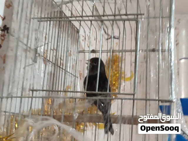 ذكر اونكس اسود نااار أبو فراخ  طيره كرزيه مقمبره ام فراخ  طيره جوكر حمره سيفين وتاج بكريه  طيره جزري