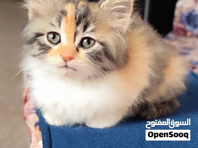 قطة صغيرة كيوت للبيع عمر شهرين لعوبة وأليفة