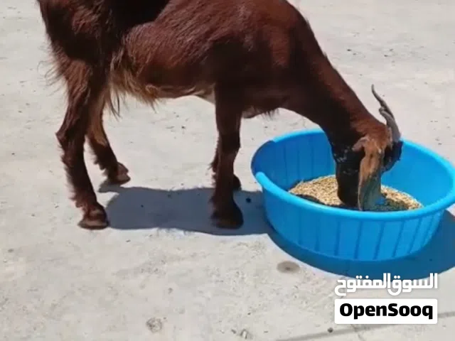 ماعز ماجايبه ولا بطن صاحيه