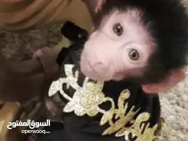 قرود صغيره جدن للبيع