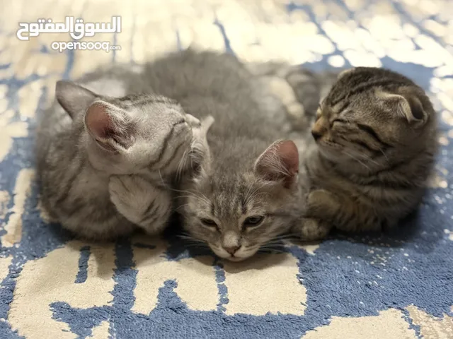 Kitten’s for FREE adoption- Scottish fold and Scottish straight. 3 kittens 2.5 month old