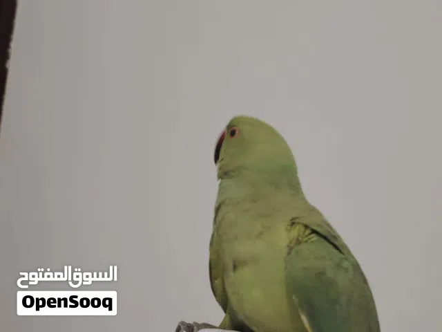 ببغاء درة أنثى تلعب فل قفص كثير اليفة