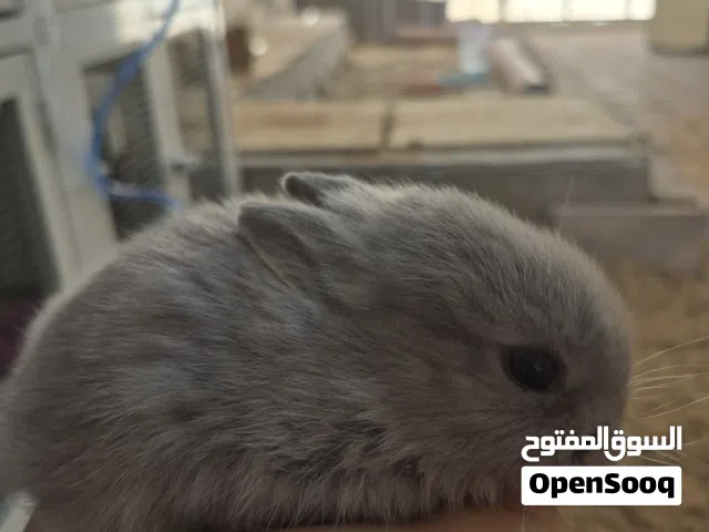 Dwarf rabbit أرنب القزم الهولندي