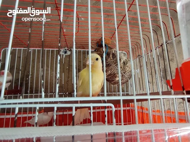 عصفوركناري فقط لايوجد معو قفص