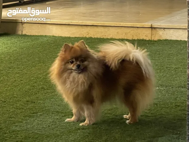 بيع بومرينين