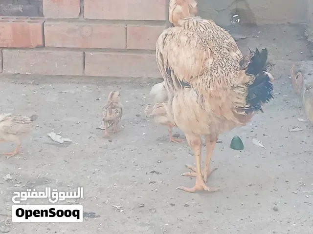 دجاجة ام ركيبة وراها 7افراخ مال بيت وحلوات وبالحقيقه احلى واكبر ماخذات كل اللقاحات