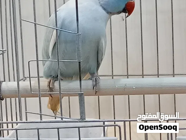 ببغاء للبيع