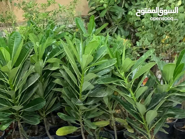 نخل وشنطني زينه والنخل العربي