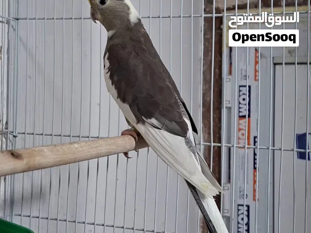 كوكتيل كريم فيس وكلير