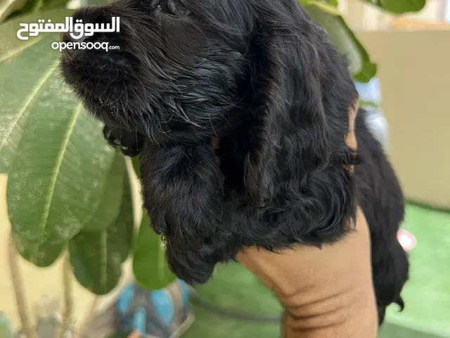 Cocker puppy