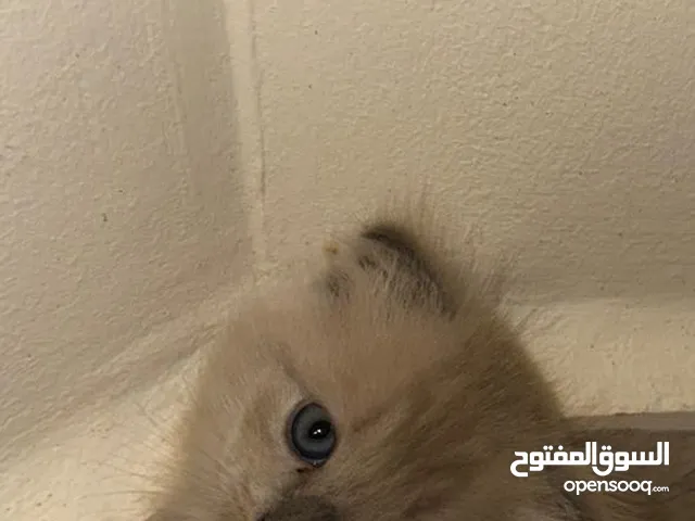 Scottish fold kittens