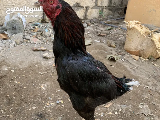 للبيع او بدل ع طير طويل