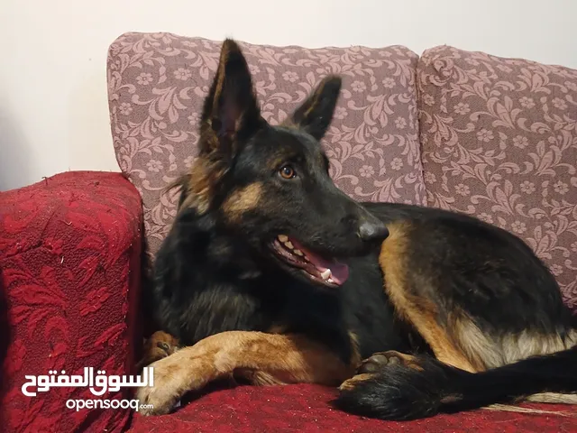 كلبة جيرمن شبيرد