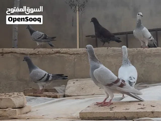 فراخ مطير مخاليف موجودات بشفابدران