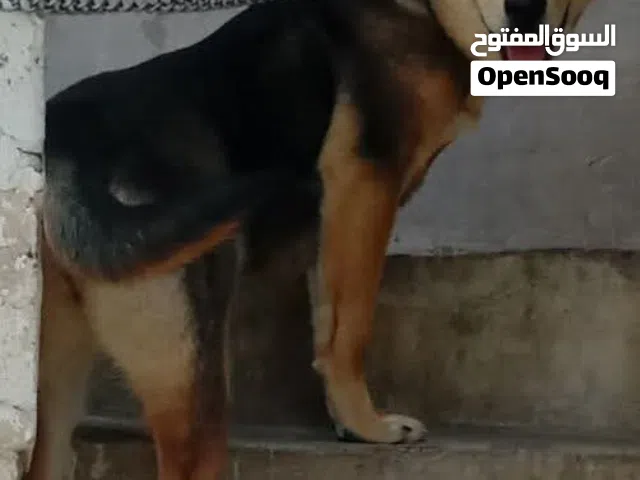 ولف دوك هجين روت وايلر