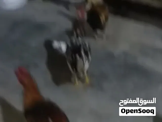 ديوجه للبيع مستعجل عله بيعهن