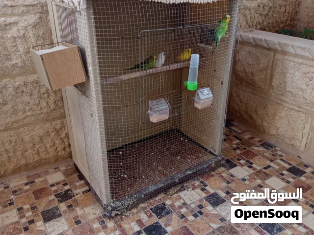 جوزين حب شغال رح يبيضو مع قفص تفصيل عملاق اقرا الوصف