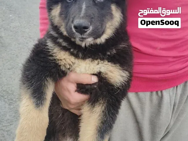 كلب جيرمن بيور