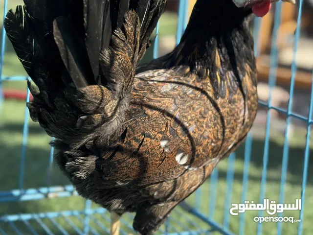للبيع بيض دجاج عربي قديم ترثه افرق فواخر