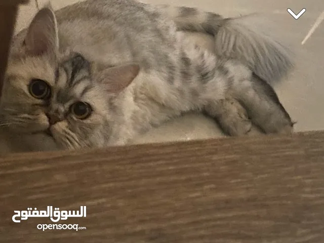 قطوة ضايعة عمرها 3 سنوات فجبرة البوادي  lost cat 3 years old in bawadi mall close to the vets