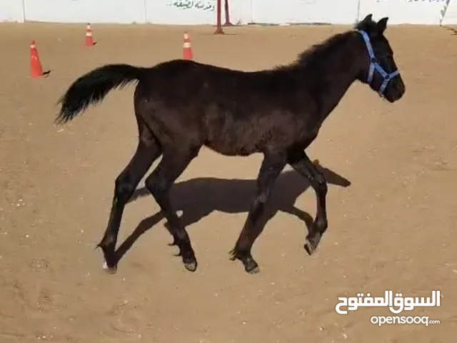 حصان مهر الادهم للبيع بسعر مناسب عل خاص