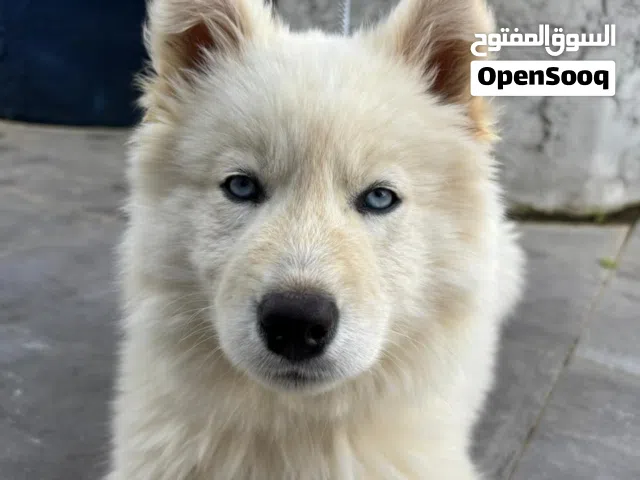 Beautiful pure Siberian Husky Female puppy, vaccinated & ready