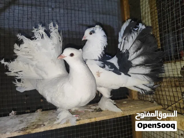 زوج  عرايس بزارات وملات بيت