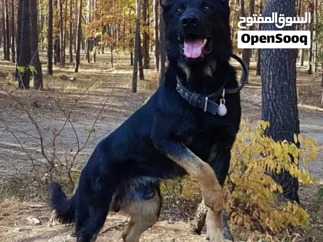 محتاج جرو للبيع اقل من 50 دينار