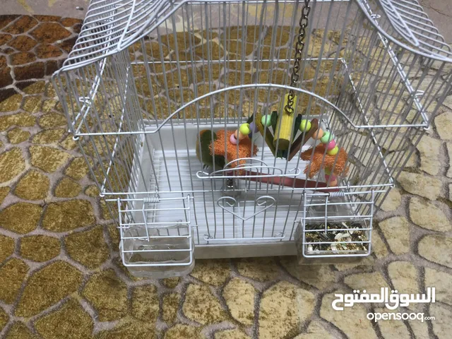عصفور من فصيله البغبغاء ربوه
