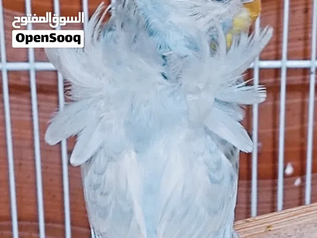 مطلوب انثى هوجو