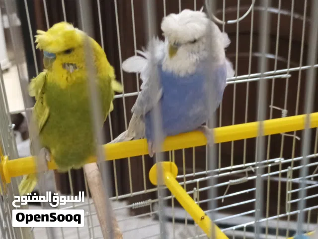 عصافير حب هوقو رومو