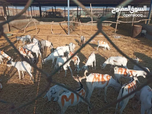 بيع اغنام صومالي جملة وتفرقه