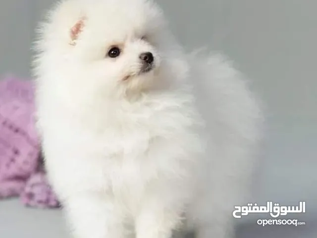 جراوي مني بومارينين للبيع