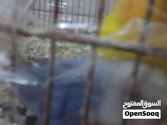 جوز روز مروض