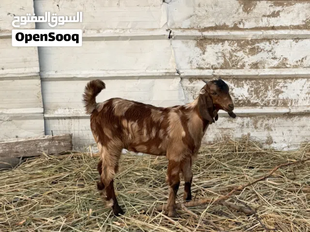 للبيع صخلان ماشاءالله سمان فول تبارك الرحمٰن