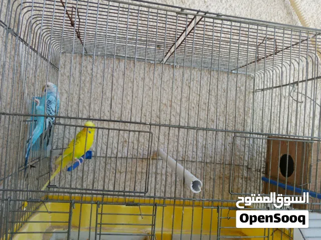 كوبية باجالينو ربي يبارك الدكر ساخن