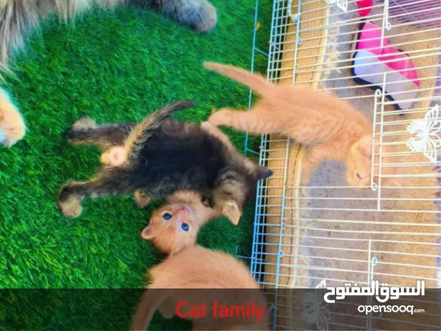 cat with 3 babies .get with offer