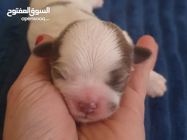 free adoption
