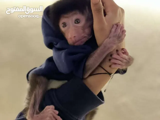 قرد أنثى للبيع