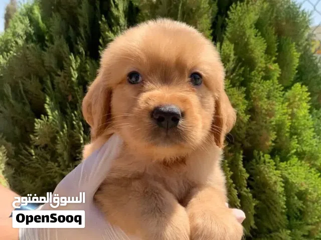 Golden retriever puppies