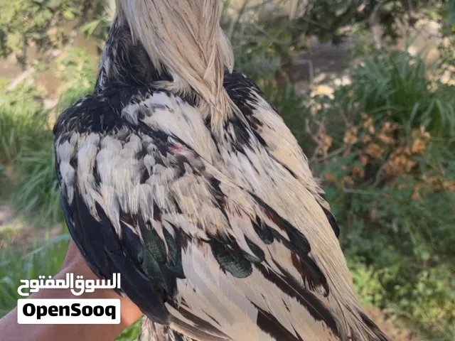 طير للبيع تابع الوصف